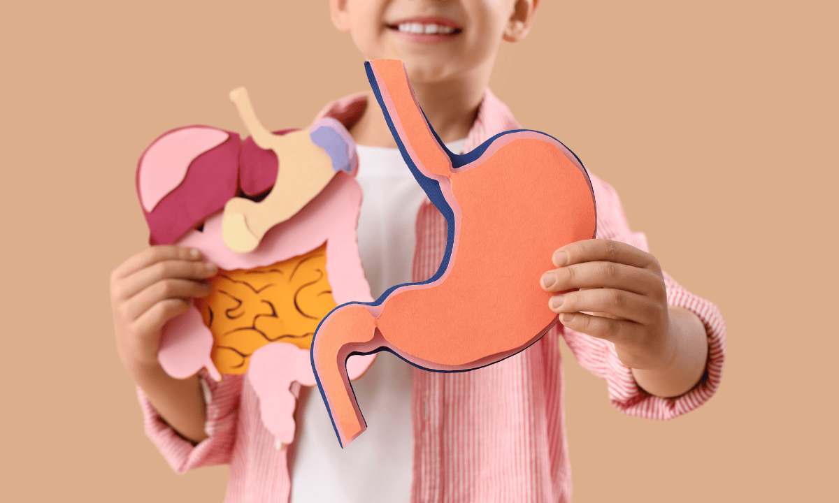 kid holding model of the gut systems