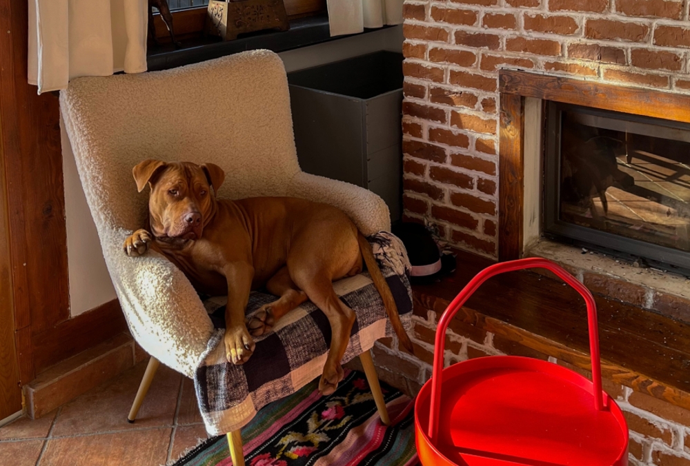 Pet Insurance Information Progressive