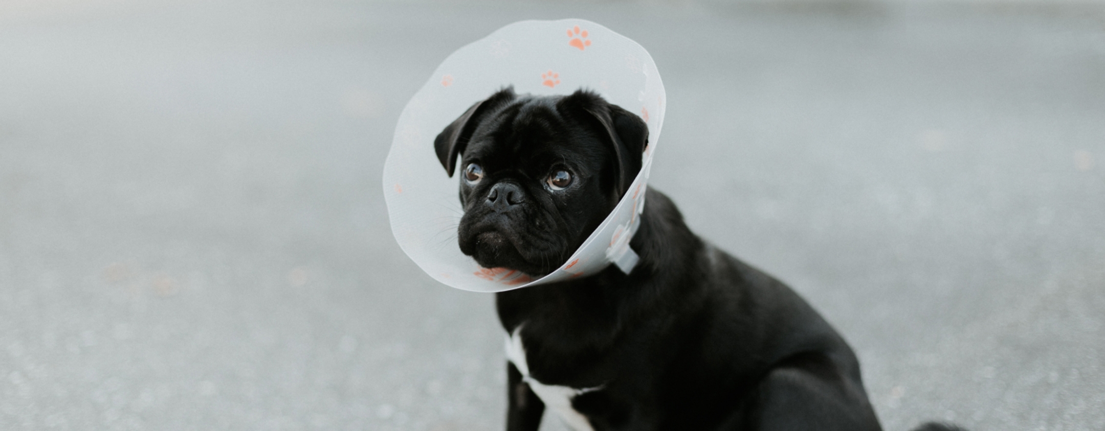 Pet Insurance That Covers Surgery