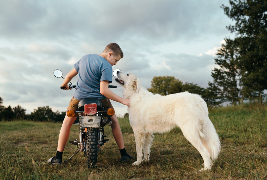 insurance-resources-for-pet-parents-progressive