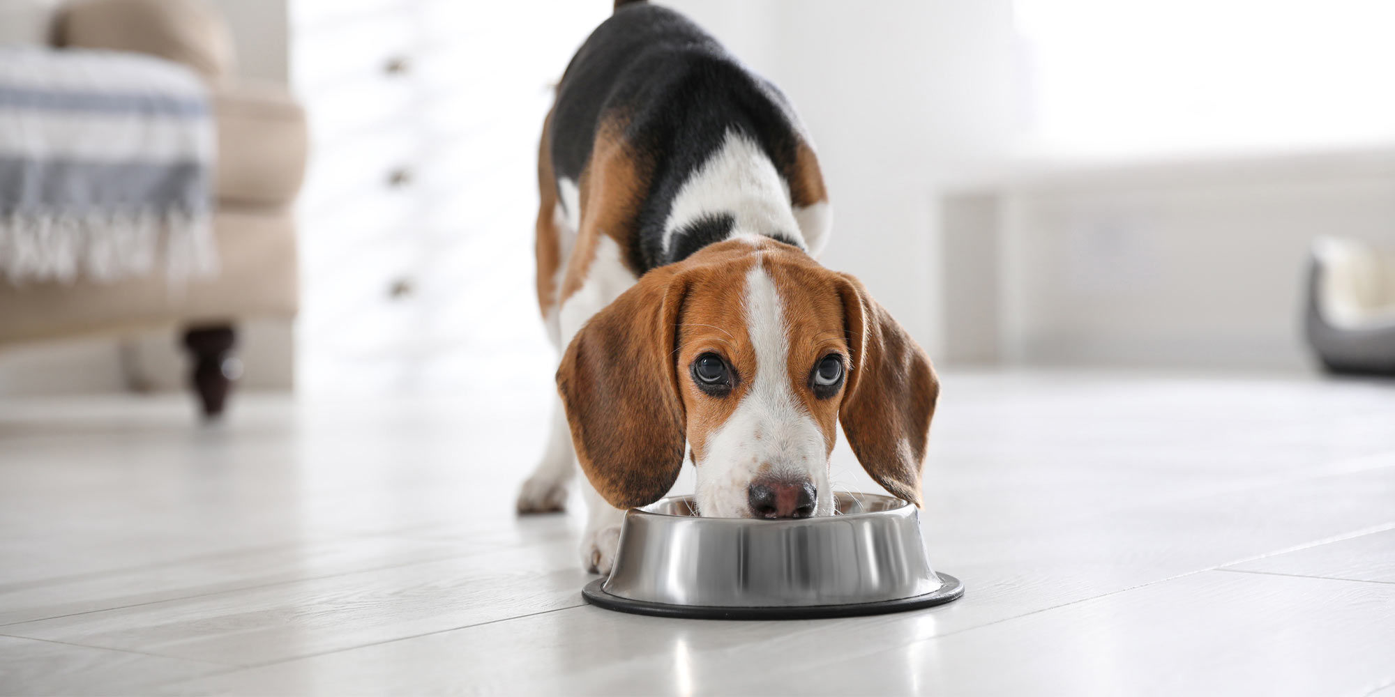 When to Switch a Puppy to Dog Food Progressive