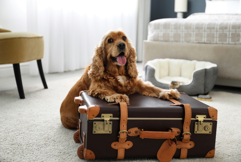 Pet Insurance Information Progressive pet-insurance-information-progressive