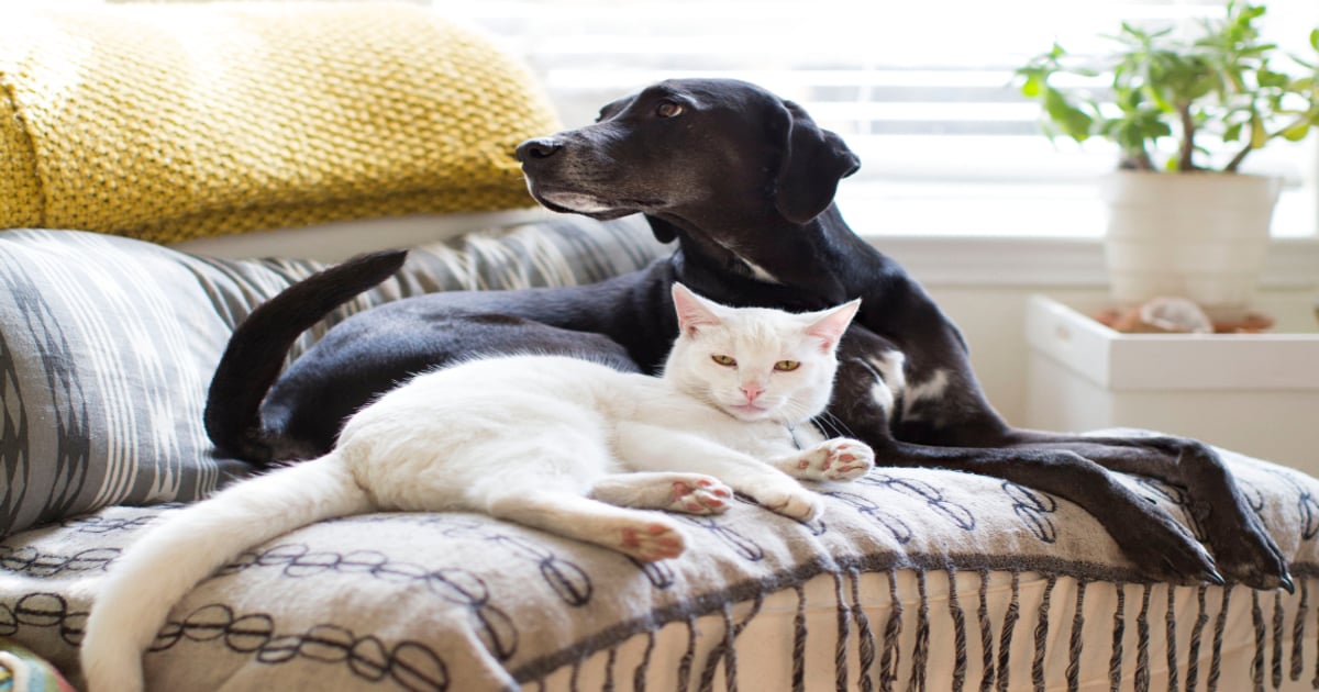 Pet Insurance for Older Dogs & Cats | Progressive