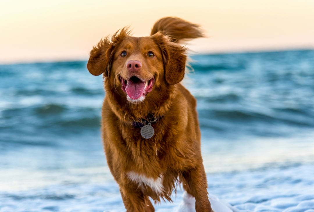 dog running at the beach during sunset