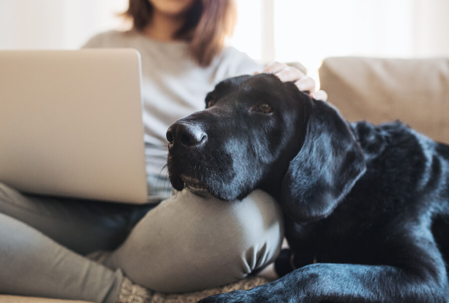 A big dog resting its head on its owners lap