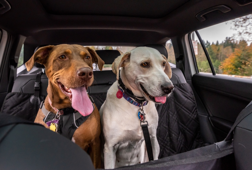 Pet Insurance Information Progressive