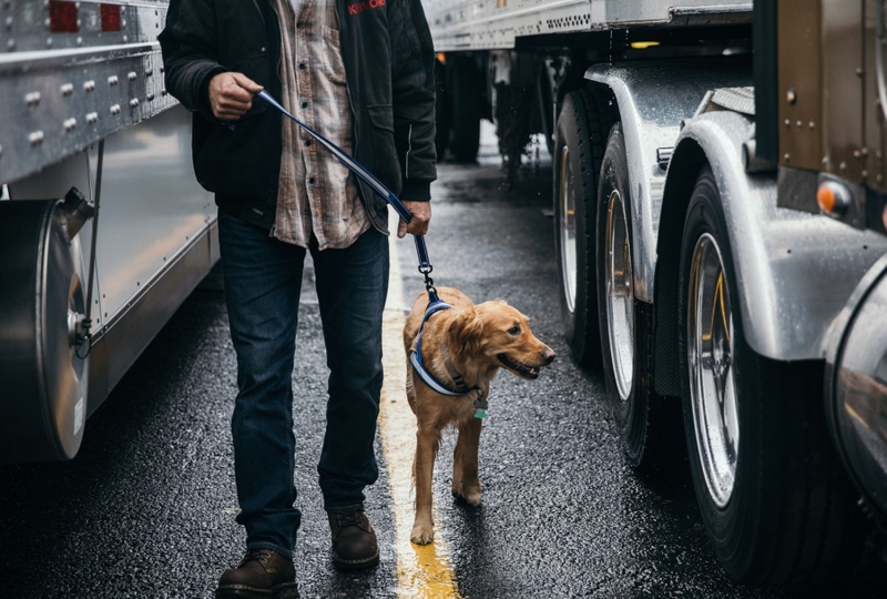 Pet Insurance Information Progressive