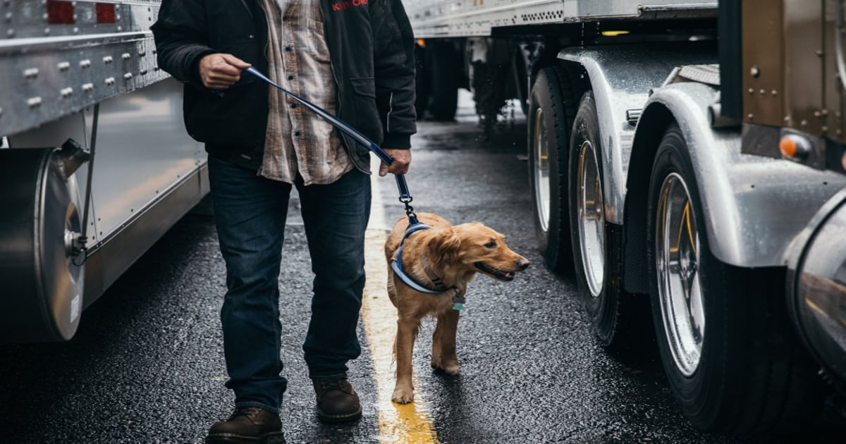 Pet Insurance for Multiple Pets | Progressive