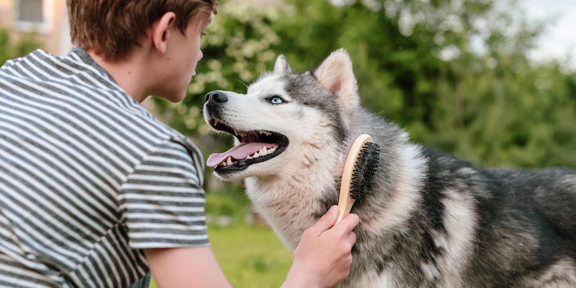 Shedding treatment for shops dogs