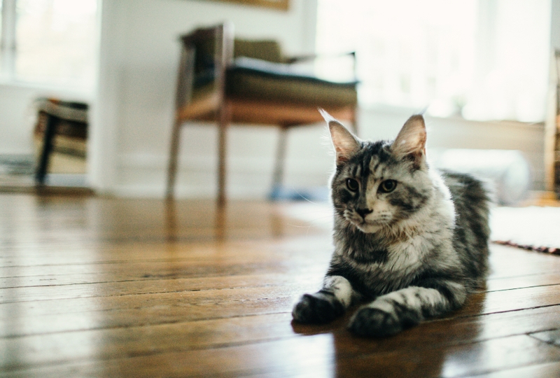 Pet Insurance Information Progressive