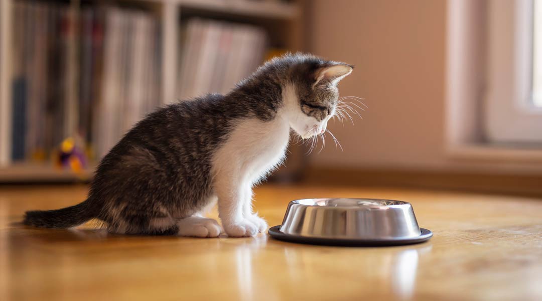 When to Switch a Kitten to Cat Food Progressive