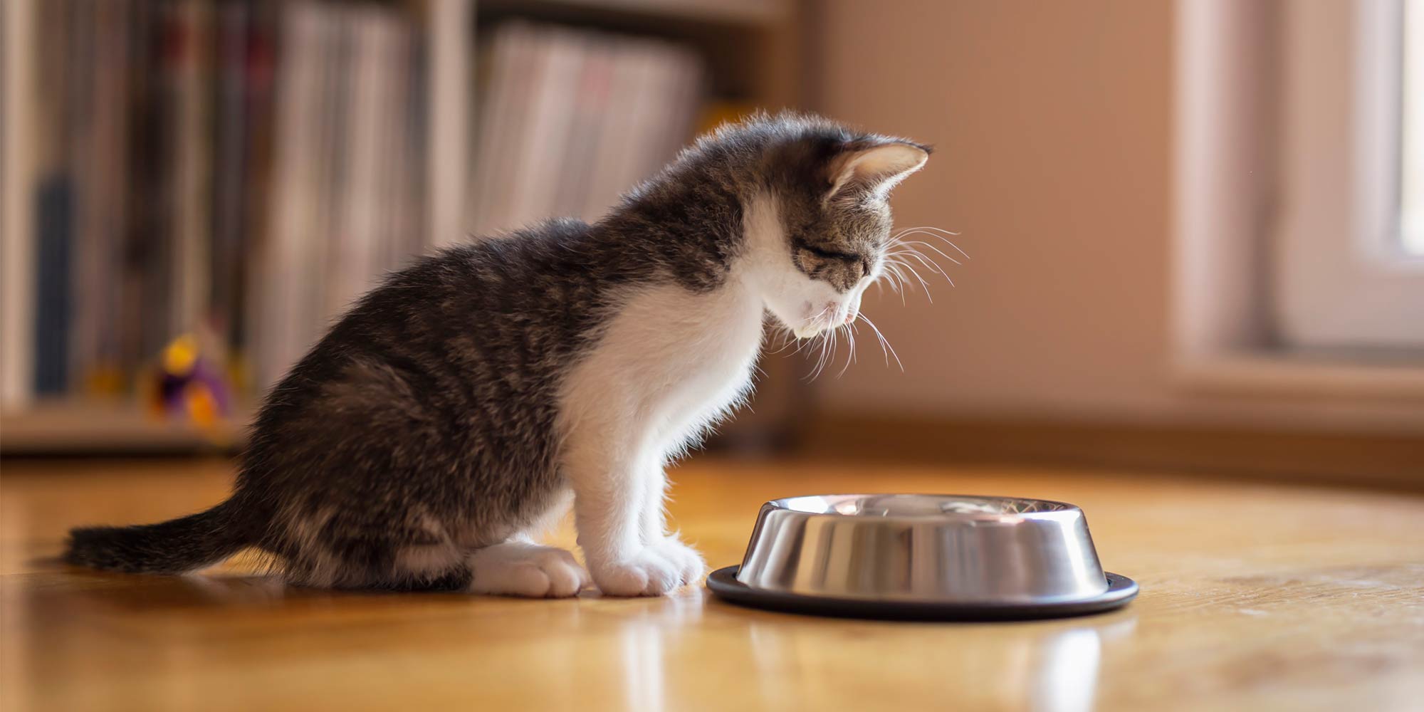 When to Switch a Kitten to Cat Food Progressive