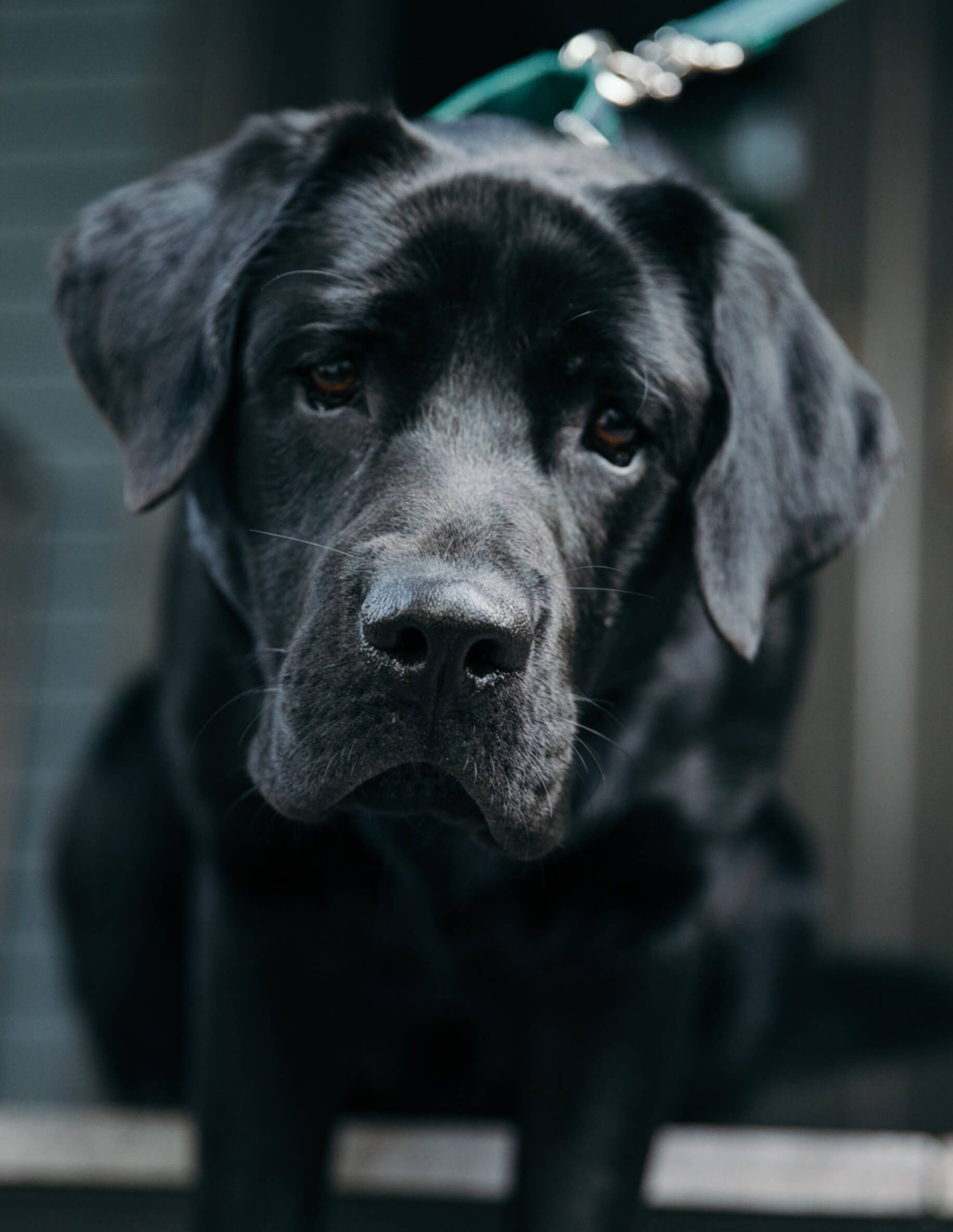 Retrato en primer plano de un perro