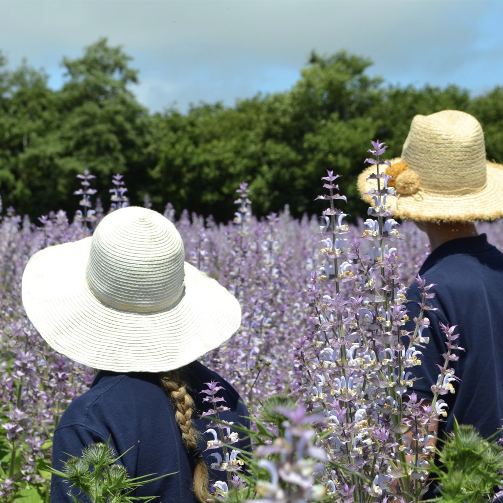 Checking the Clary Sage Fields