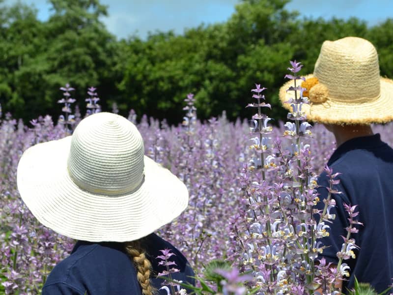 Checking the Clary Sage Fields