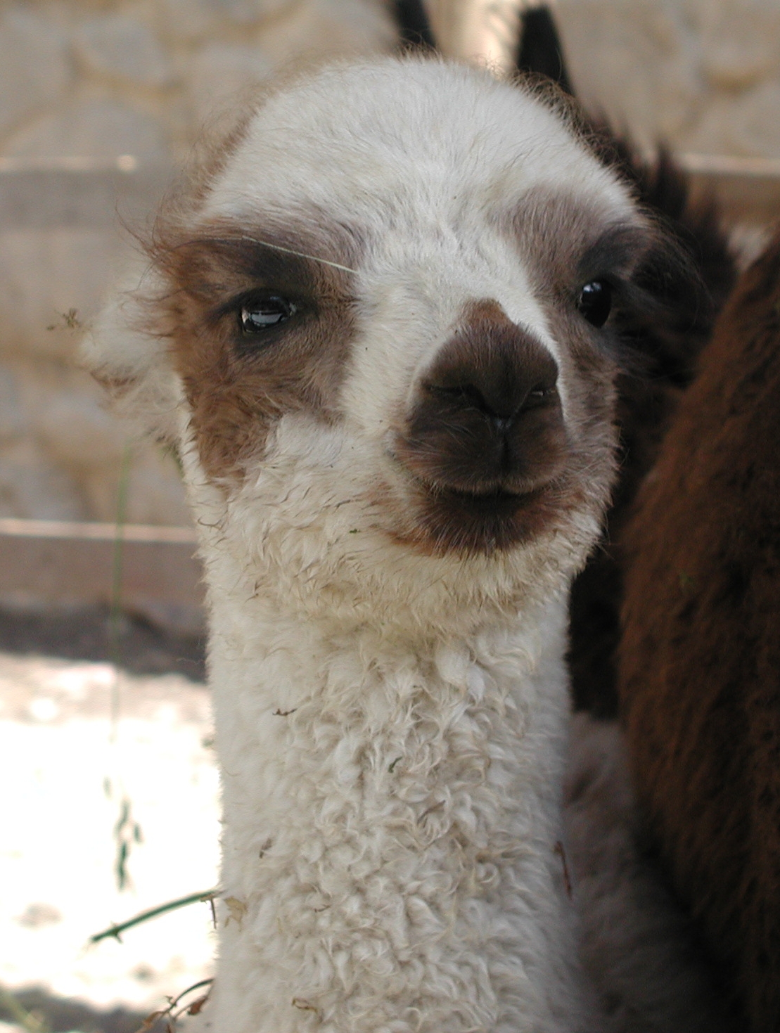 Baby Alpaca