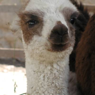 Baby Alpaca