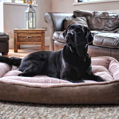 Wolfybeds for all sizes!