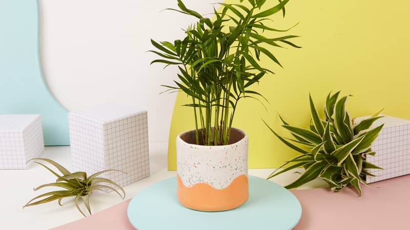plant pot