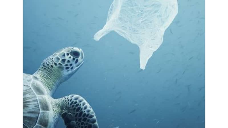 Turtle Plastic Ocean
