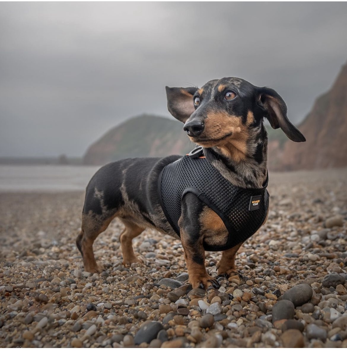 Dachshund Dog Harness