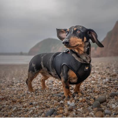 Dachshund Dog Harness