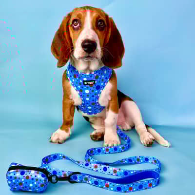 dog wearing blue polka do harness, lead, collar and poo bag holder