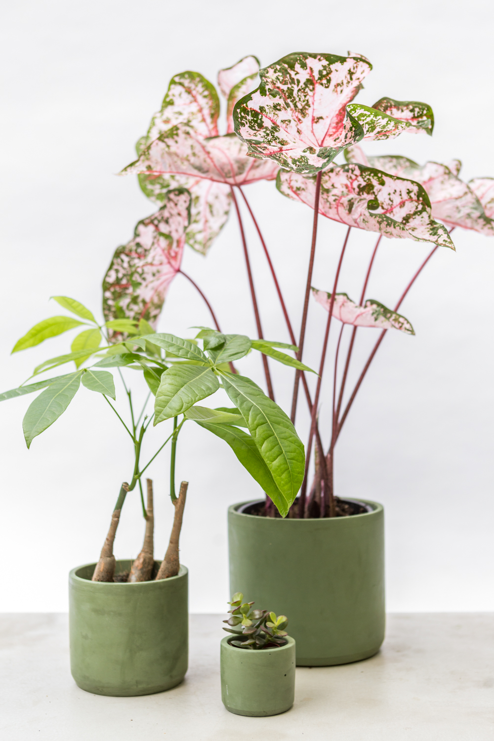 Hand-cast dark olive recycle eco pots with house-plants