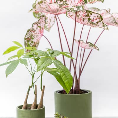 Hand-cast dark olive recycle eco pots with house-plants