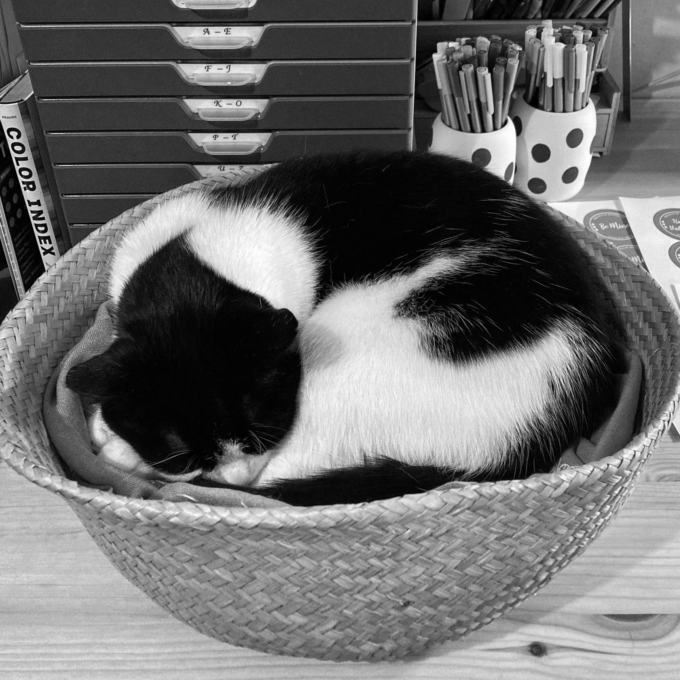 Molly the office cat