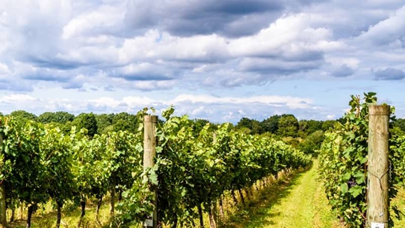 Ridgeview Sussex Vineyard