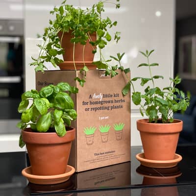 Our Terracotta Herbs Kit