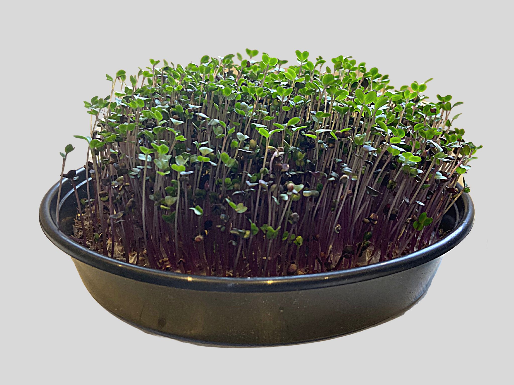 Pre sown boxes that grow in weeks