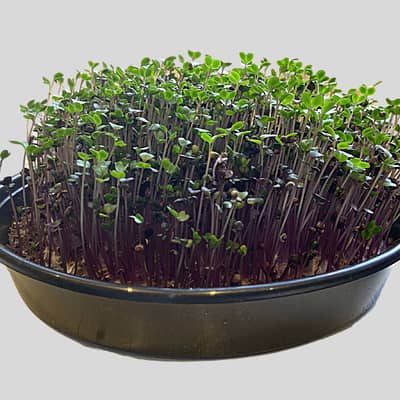 Pre sown boxes that grow in weeks