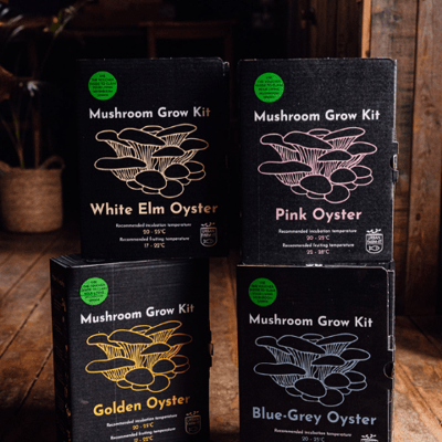 Oyster Mushroom Grow Kits