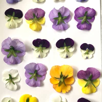 Pressing Viola Flowers