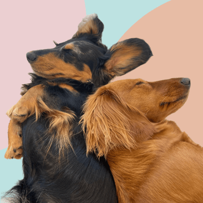 CEO Pups of FasHUN Hounds