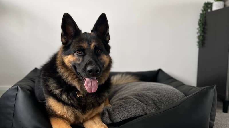 German Shepherd Big Dog In Dog Bed
