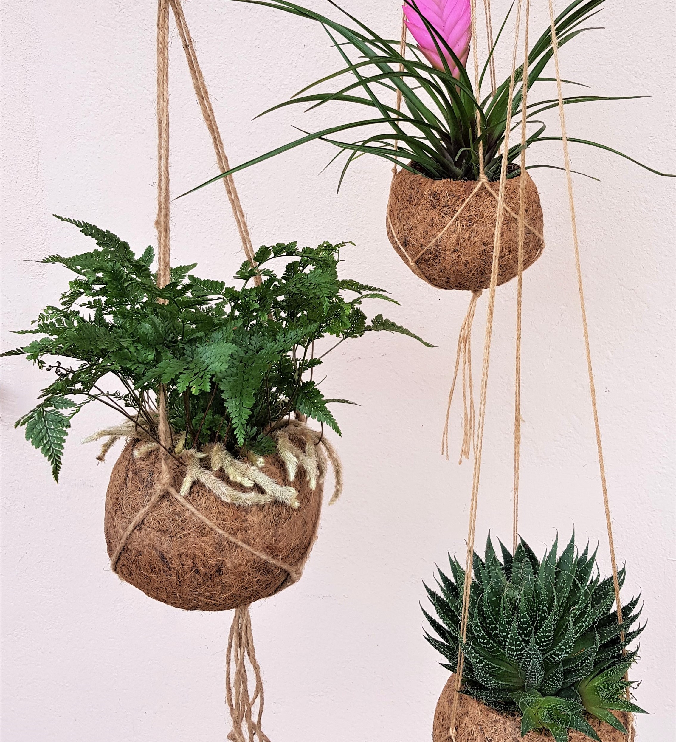 Kokodama hanging garden
