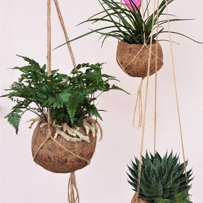 Kokodama hanging garden