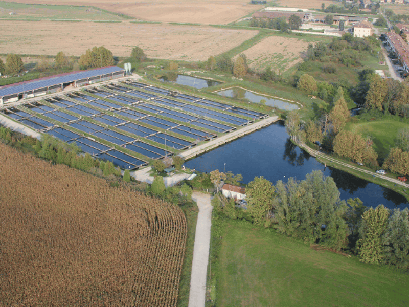 Sustainable Sturgeon Farm in Northern Italy