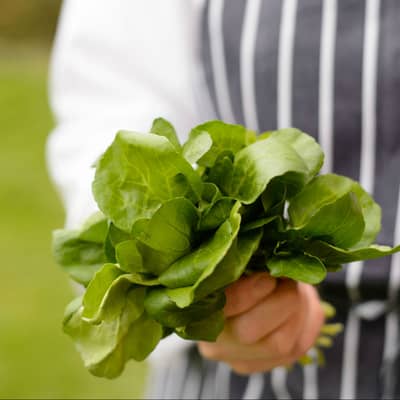 Gathering seasonal produce.