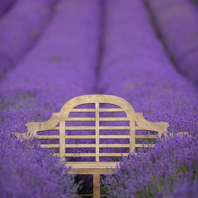 Rows of beautiful Lavender