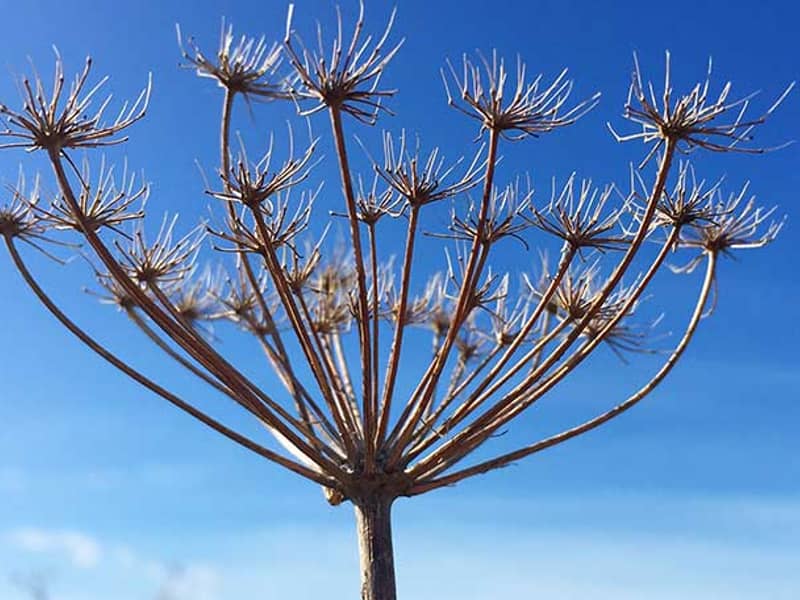 Striking seedhead pictured against a bright blue sky