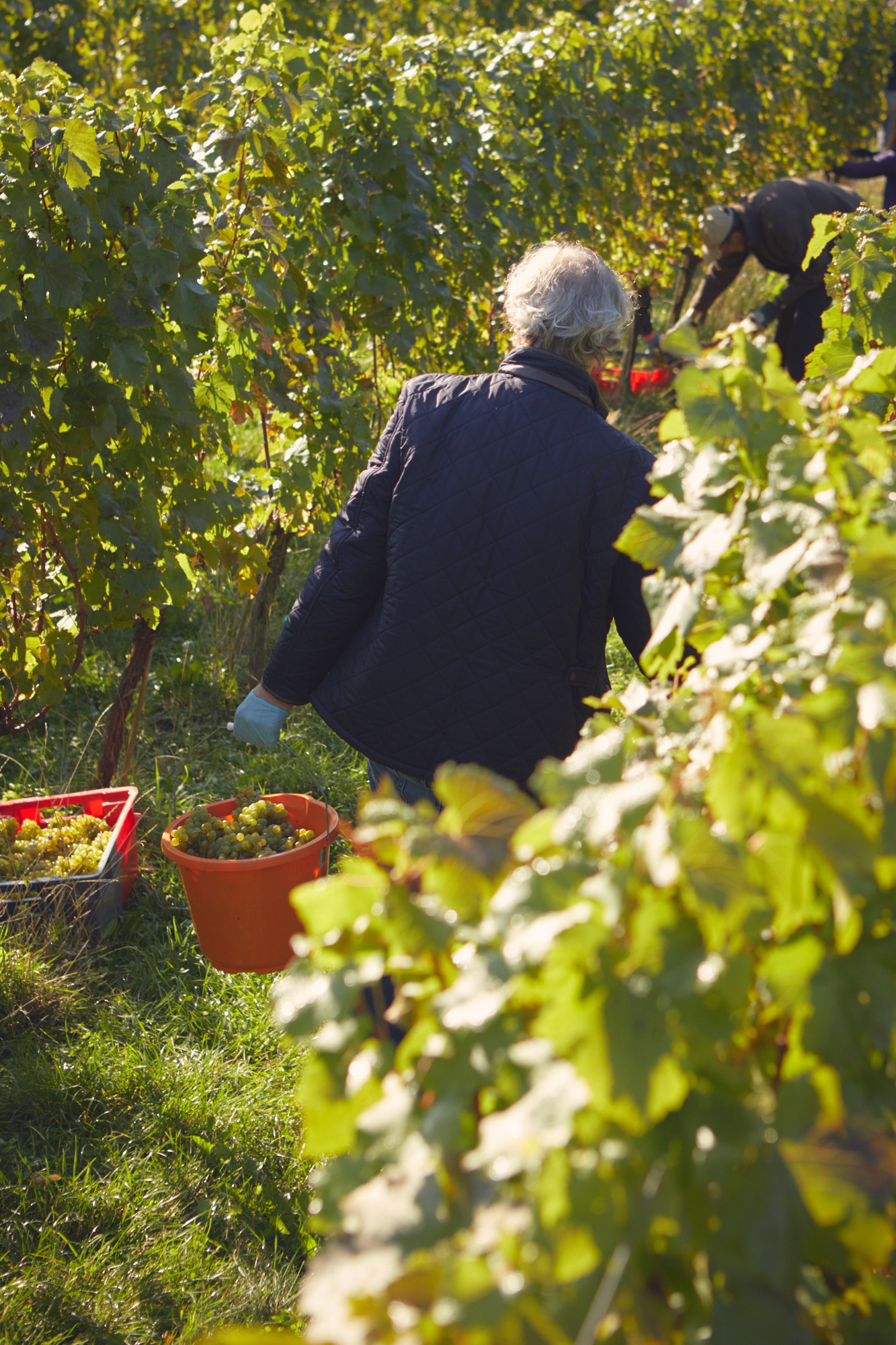 Harvesting the grapes