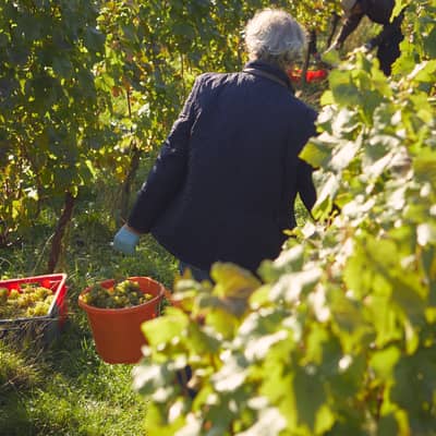 Harvesting the grapes