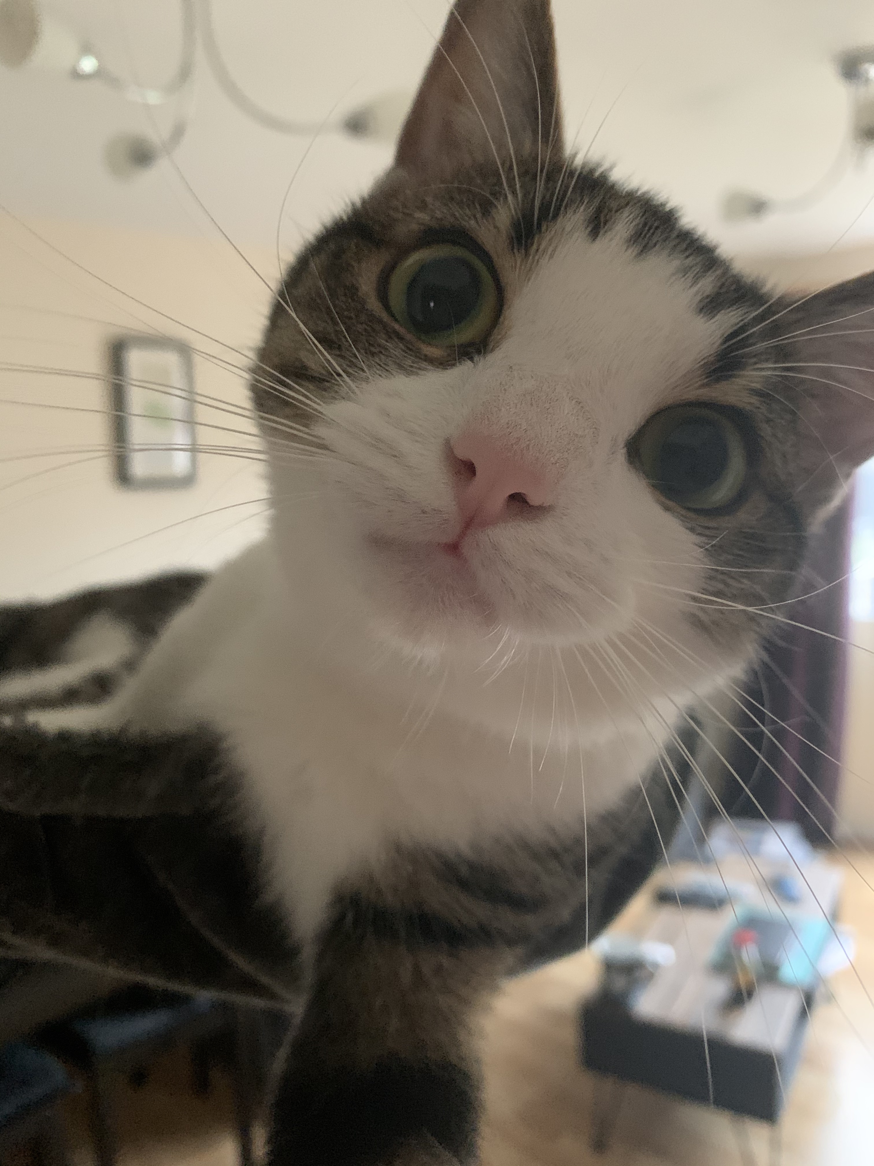 Buffy (our evil cat)