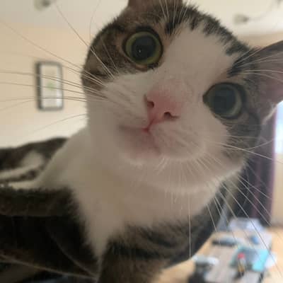 Buffy (our evil cat)