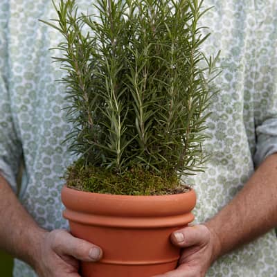 Witty combinations of plants & edibles