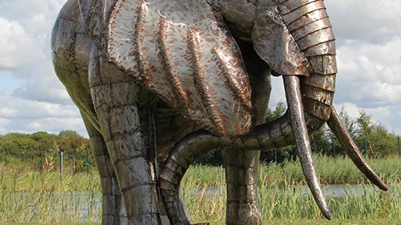 Elephant